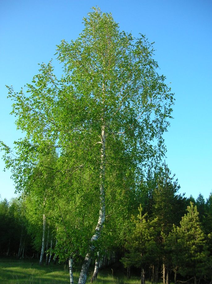 ����������-�������� ������