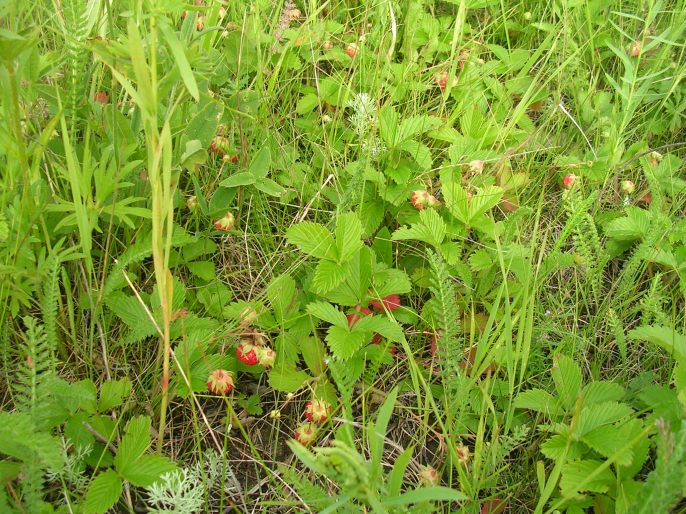 ����������-���������