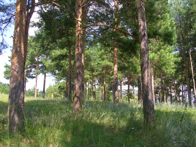 ����������-��� �����